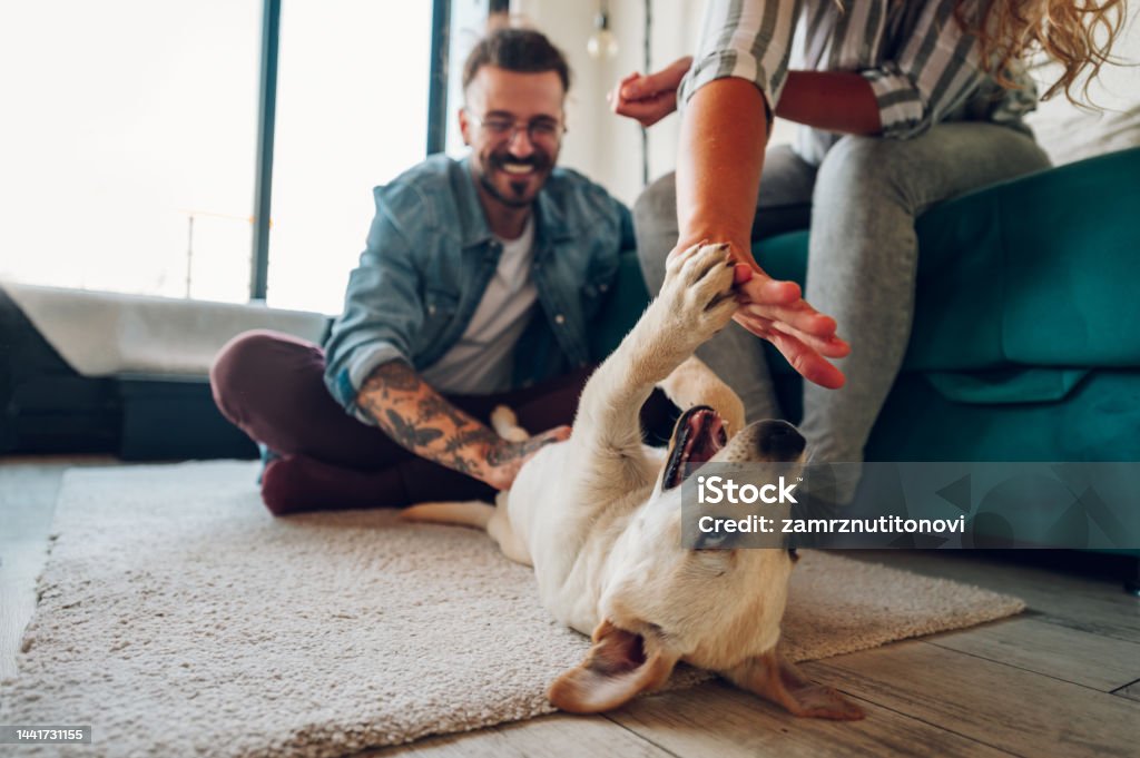 Couple petting their adopted dog at home Happy couple in love petting their adopted dog at home. Positive delighted woman and man play with their pet dog in their apartment. Focus on a little golden labrador. Family and fun concept. Dog Stock Photo