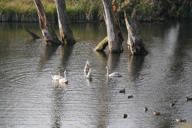 istock swan, duck or cormorant at danube river 1441731172