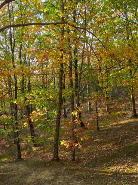 buchenwälder im herbst - american beech stock-fotos und bilder