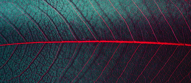 biophilic natural materials textured background. skeleton leaf template for text and design. macro photography