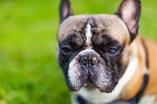 French Bulldog with one eye blind