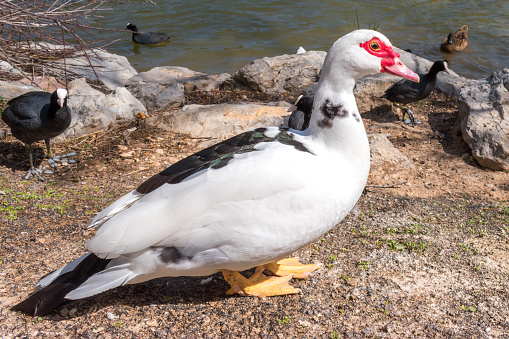 Close-up image of a Muscovy duck (Carina moschata) by the side of a watercourse, surrounded by other birds (coots and ducks). Ca'n Picafort, Majorca, Spain.