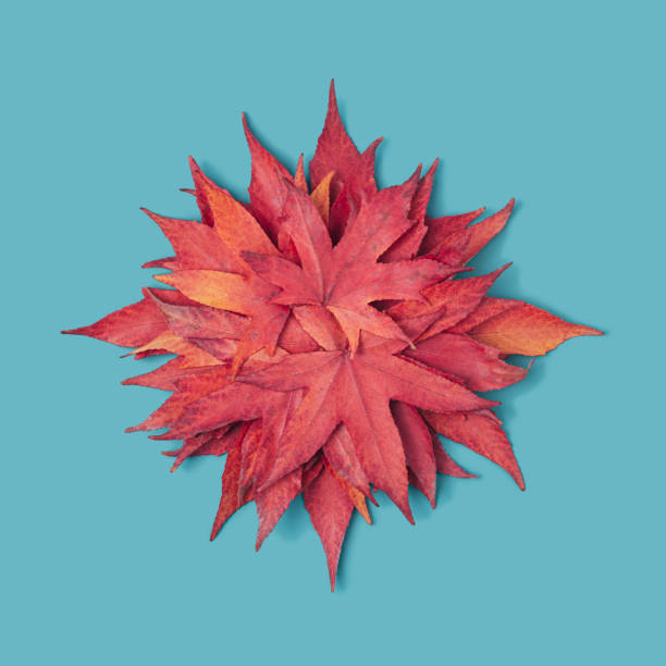 Red maple leaves symmetrical flat lay.