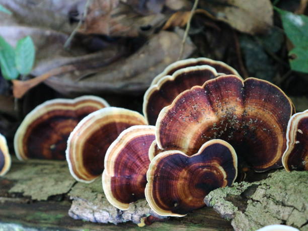 istock Ganoderma Lucidum or Jamur Ling Zhi, close up photo 1441739149