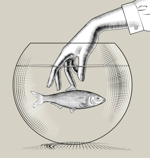 weibliche handgefangene fische in einem runden glasaquarium - 3694 stock-grafiken, -clipart, -cartoons und -symbole
