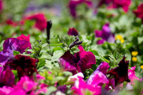 istock colorful petunias 1441739327