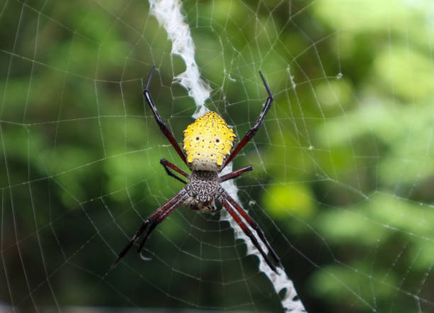 istock Argiope appensa spider  species arakhnida 1441739359