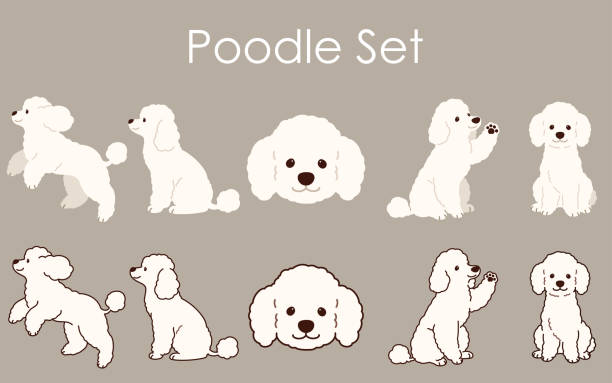 Simple and adorable Poodle set illustrations Simple and adorable Poodle set illustrations poodle stock illustrations