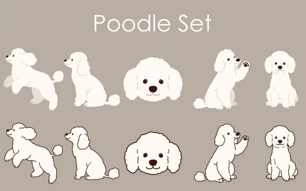 Vector illustration of Simple and adorable Poodle set illustrations