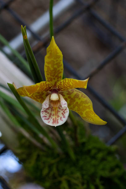 Promenaea orchid stock photo