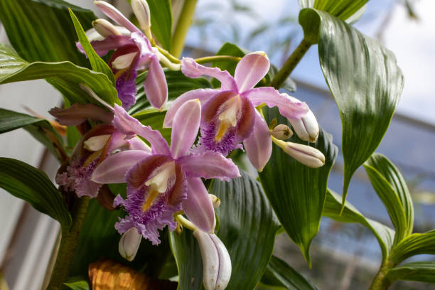 Pack Of 50 Sobralia Klotzscheana Orchid Garden Plants Seeds