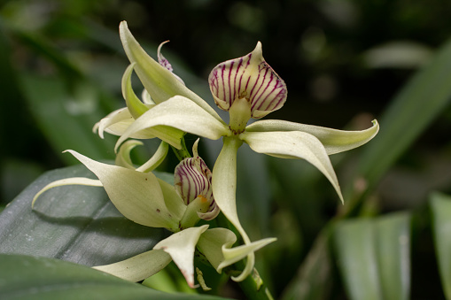 A closeup view of several encyclia orchid species.