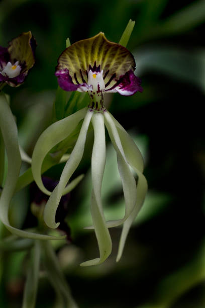 encyclia orchid species A closeup view of an exotic encyclia orchid species. encyclia orchid stock pictures, royalty-free photos & images