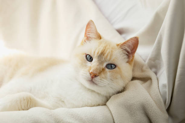 흰 지방 아름 다운 게으른 교활한 고양이 담요와 의자에 몸을 담그고 - tail long marketing internet 뉴스 사진 이미지