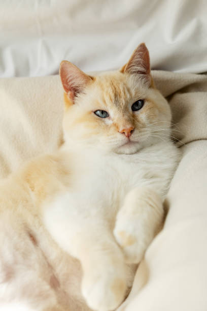 istock Big white blue-eyed lazy fat cat basking on the bed blissfully stretching forward long paws 1441741638