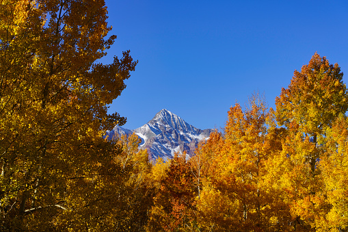 Isolated tree with autumn foliage in front of the Grand Teton mountains