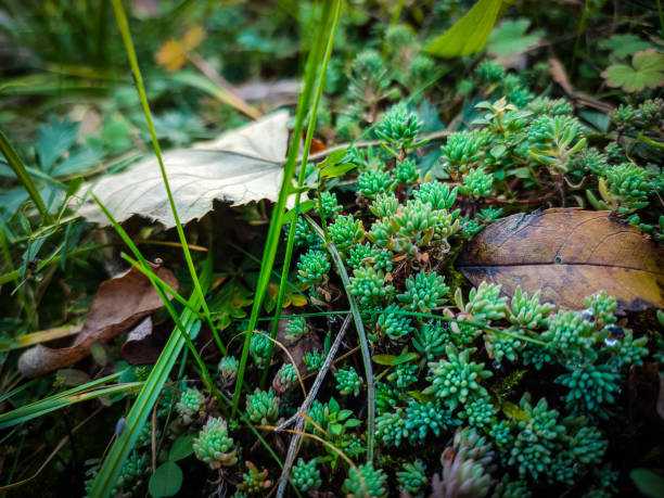Stock photography of autumn colours and fgresh vibes