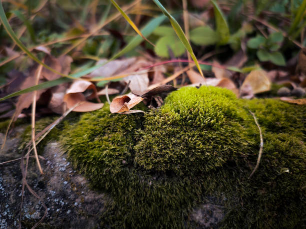 Stock photography of autumn colours and fgresh vibes