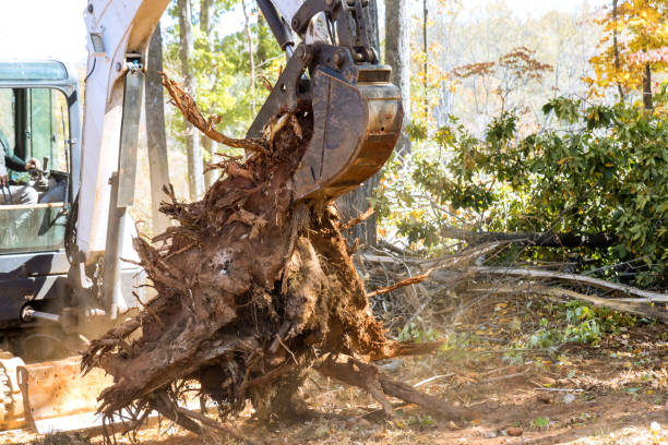 istock During deforestation landscaping work the ground is prepared with a tractor while roots are removed from the ground for construction purposes 1441744127