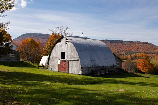 An old barn in a field with trees in autumn color on a bright afternoon in rural Michigan