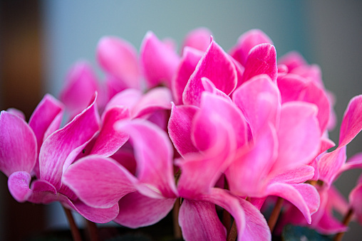 Pink Cyclamen Flower