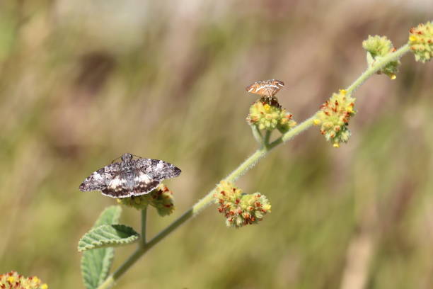 istock A Chiomara, genus Lepidoptera, with open wings. 1441745882