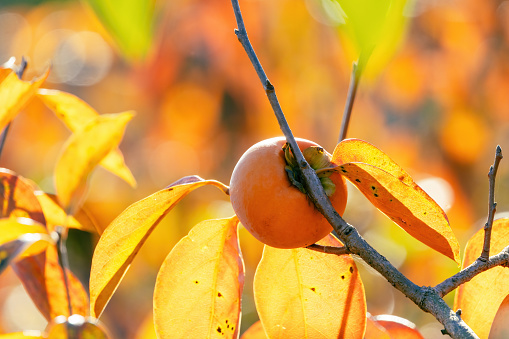 Red leaves of persimmon tree and its fruit.