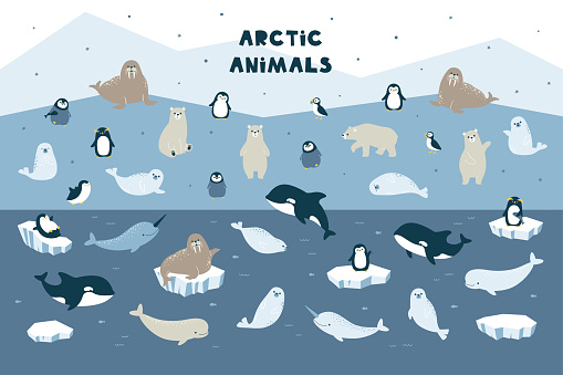 Vector big set of arctic animals and winter elements. Cute penguin, polar bear, fur seal, walrus, killer whale, narwhal and beluga