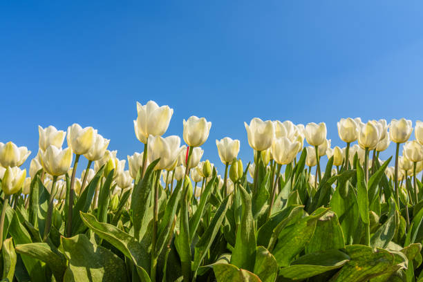 istock white tulip flower field 1441748787