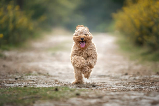 istock Six month old Cavapoo puppy dog in action and running 1441748913