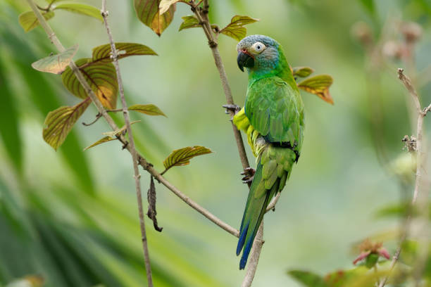 istock Dusky-headed Parakeet - Aratinga weddellii 1441749975