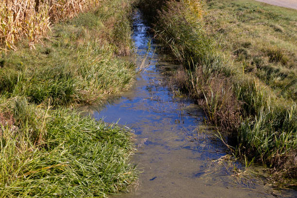 istock A narrow river that turns into a swampy area 1441751075