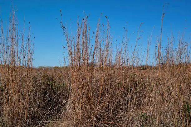 A stand of big bluestem in the autumn sun. It is a species of tall grass native to the Great Plains and grassland regions of central and eastern USA. It is also known as blue joint or turkey foot.