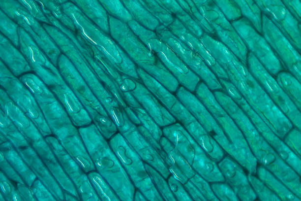 istock The Microscopic World. Onion epidermis with cells. 1441754074