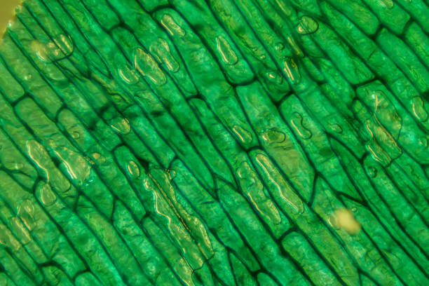 el mundo microscópico. epidermis de cebolla con células. - micrografía de luz fotografías e imágenes de stock