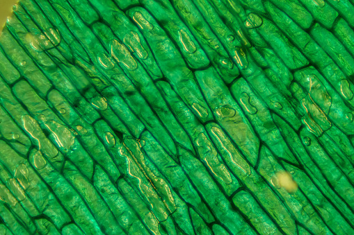 The Microscopic World. Onion epidermis with cells.