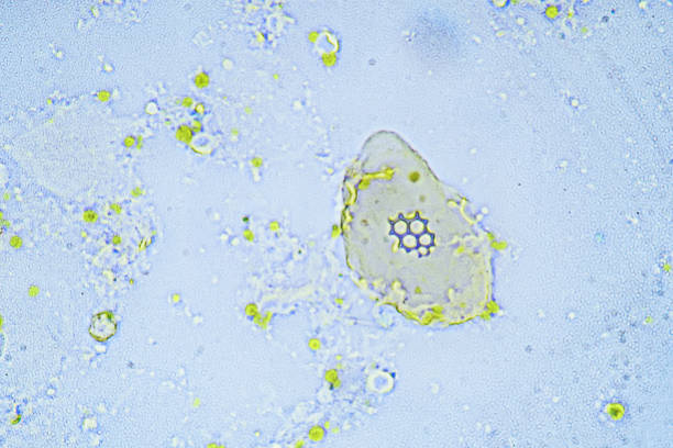 istock The Microscopic World. Tap water. 1441754077
