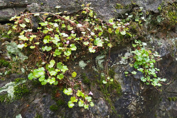 Cymbalaria cymbalum is a genus of herbaceous plants in the Plantain family Plantaginaceae, common in the Mediterranean. Cymbalaria saxifrage grown on a stone wall. Small green leaves in the shade Cymbalaria cymbalum is a genus of herbaceous plants in the Plantain family Plantaginaceae, common in the Mediterranean. Cymbalaria saxifrage grown on a stone wall. Small green leaves in the shade. linaria cymbalaria stock pictures, royalty-free photos & images