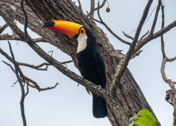 istock colorful toucan in nature 1441754920