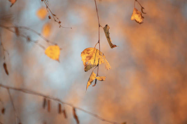 istock Autumn landscape on a sunny day through birch leaves 1441756424