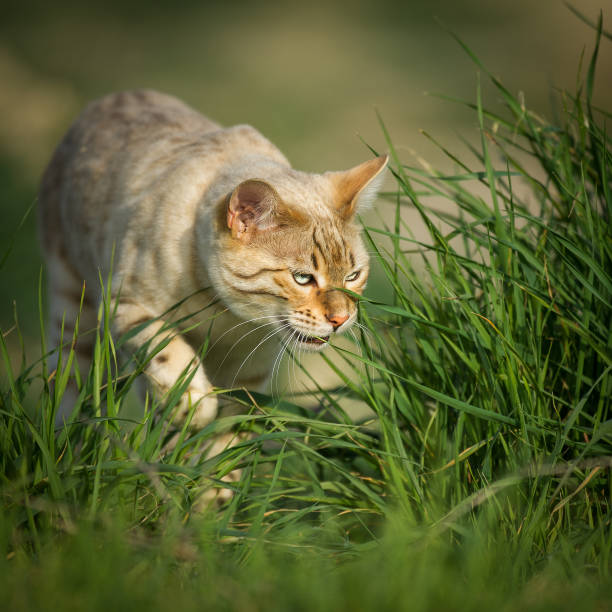 istock Bengal Cat hunting in Grass 1441756651