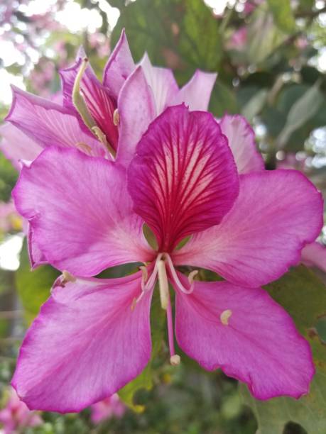 istock Pink flower in the garden 1441756656