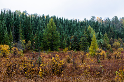 Golden Norway spruce (Picea abies Aurea) shot in natural environment (Slovenia, Loški potok).