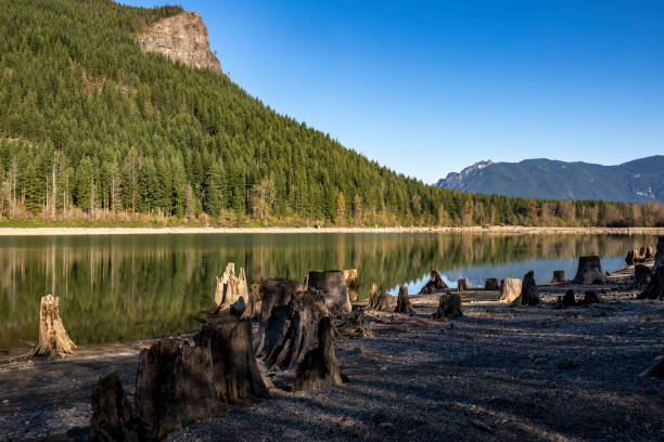 istock Tree stumps in Rattlesnake lake 1441762891