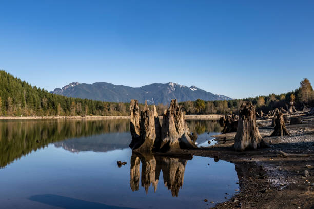 istock Tree stumps in Rattlesnake lake 1441762899