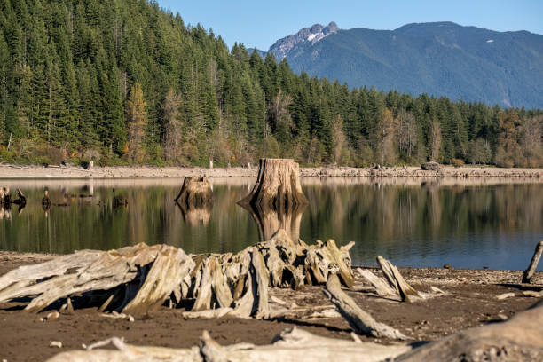 istock Tree stumps in Rattlesnake lake 1441762992