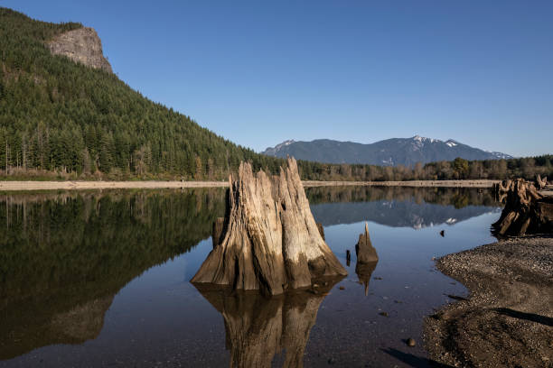 istock Tree stumps in Rattlesnake lake 1441763023