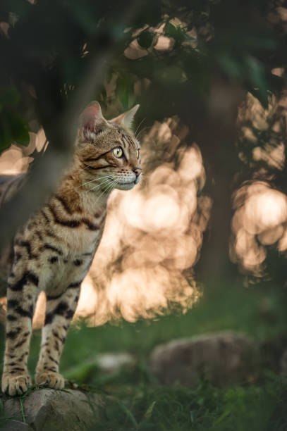 istock Bengal Cat outdoor 1441763244