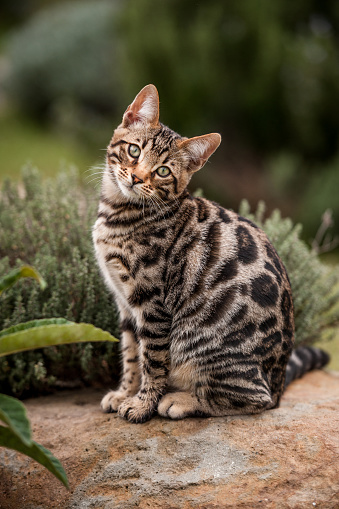 Bengal Kitten cute looking