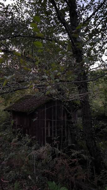istock Abandoned wooden cabin 1441763474